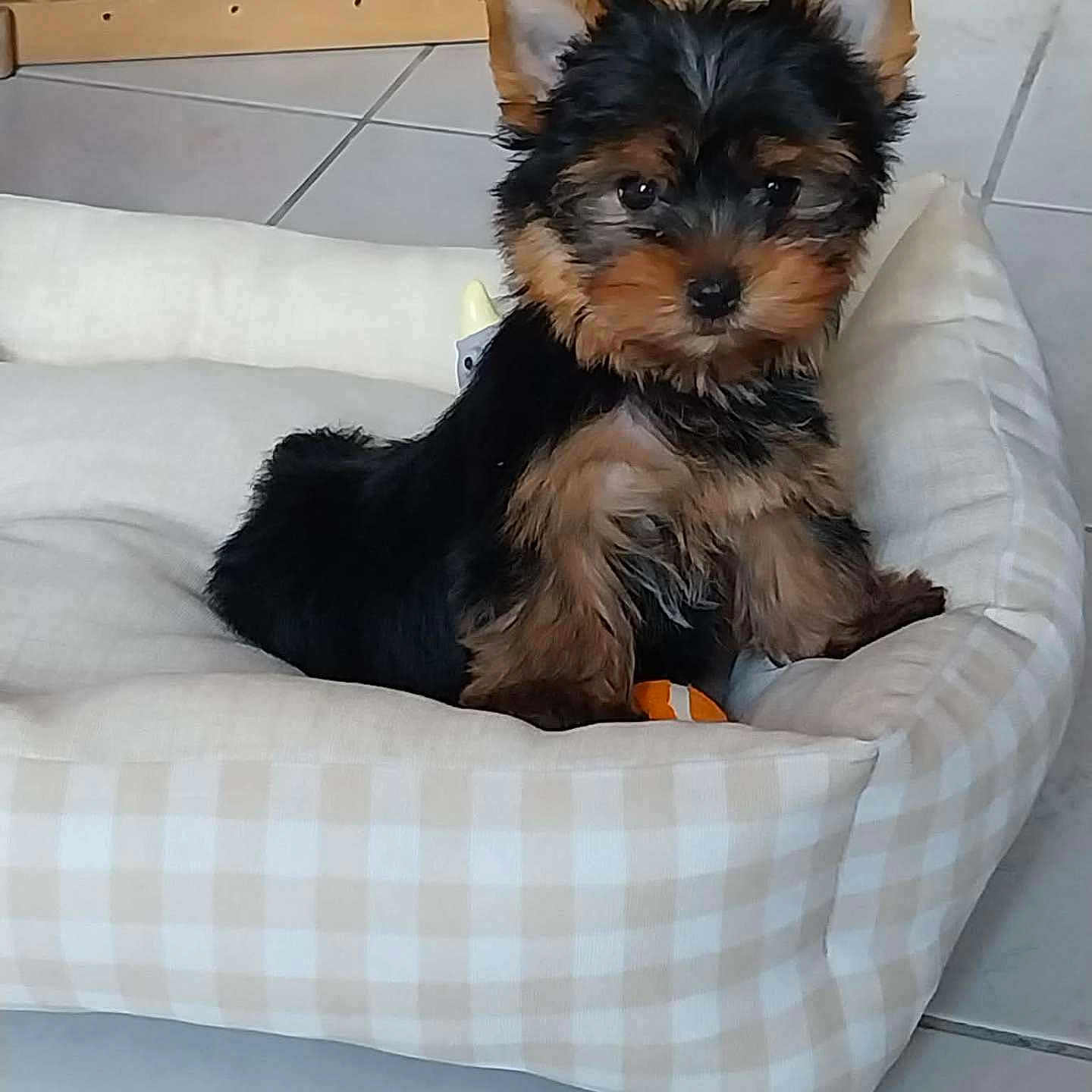 Bianka a rejoint le concours — aidez-le/la à gagner de superbes lots ! puppy, dog, pet, bed, cozy, furry, black_fur, brown_fur, cute, small, indoors, tile_floor, wooden_gate, animal, young, looking, sitting, curious, domestic, companion
