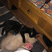 Ozzy joined the competition — help win amazing prizes! cat, black_cat, cream_cat, cuddling, carpet, wooden_cabinet, floral_pattern, pink_bow, spoon, floor, pet, animal, indoor, cozy, resting, feline, hugging, domestic, cute, companionship
