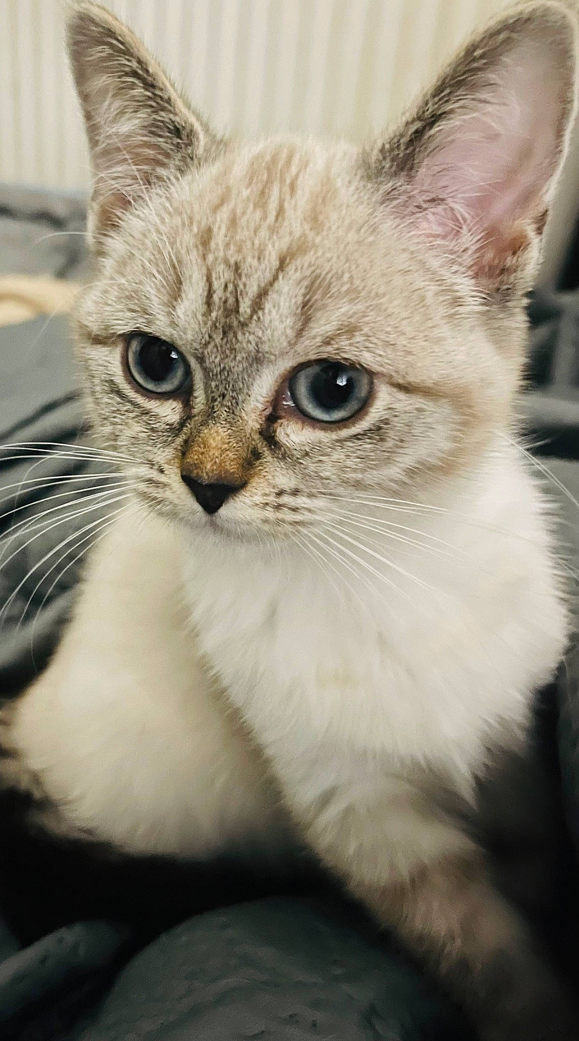 Shiva