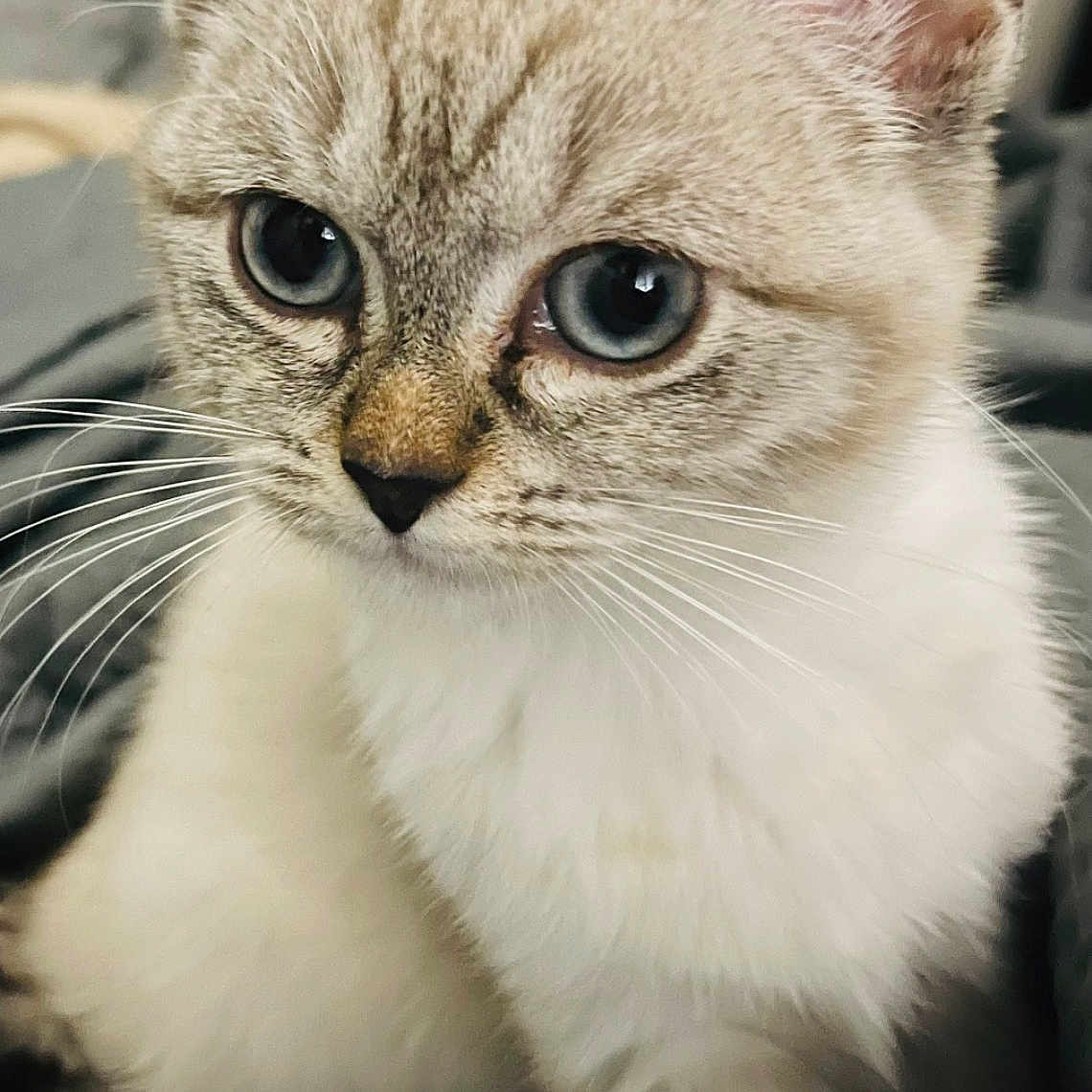 Shiva
