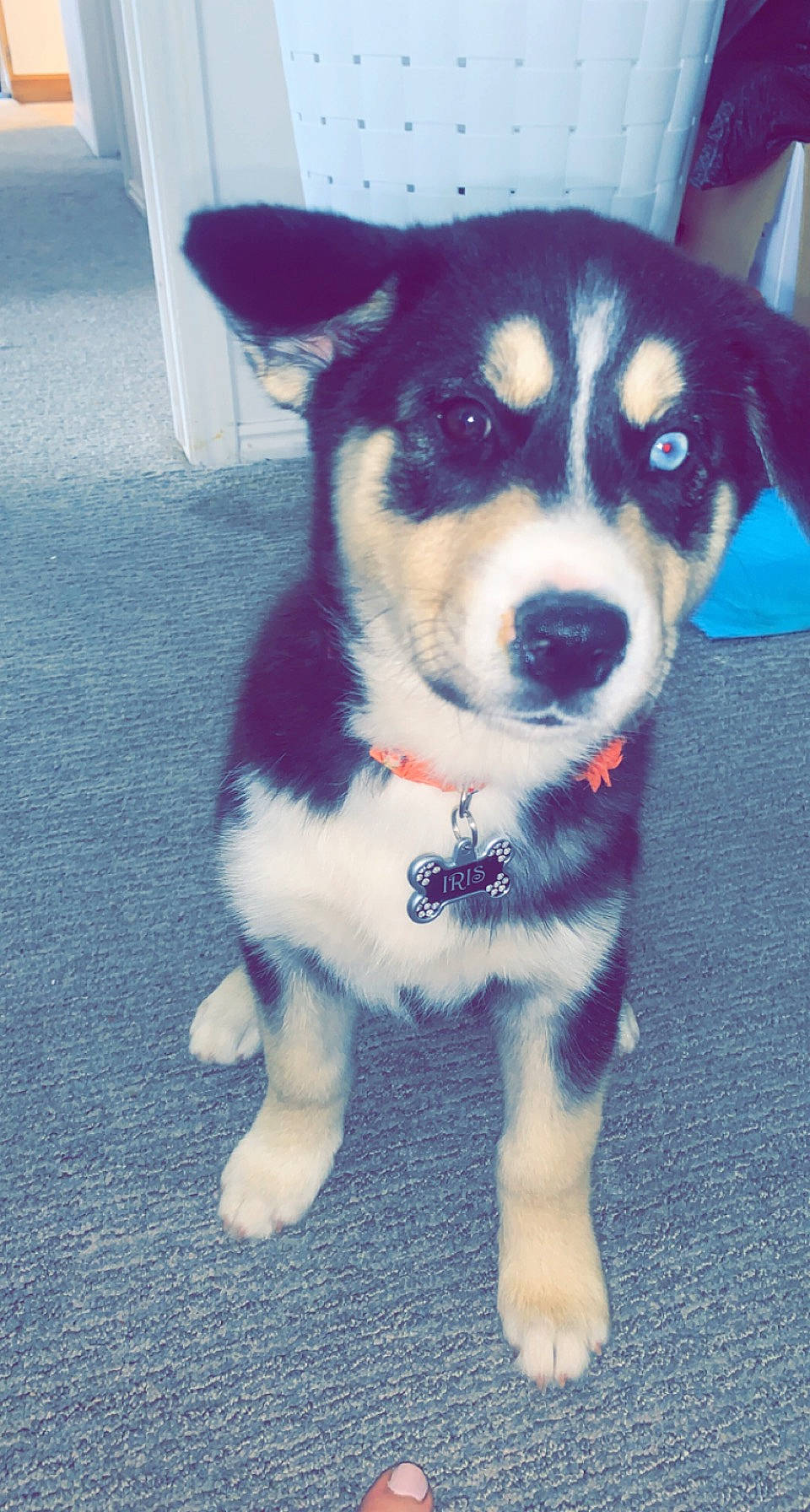 Iris is registered to the contest to win money with this photo: canidae, carnivore, collar, companion_dog, dog, dog_breed, dog_collar, electric_blue, fashion_accessory, fur, herding_dog, leash, snout, sporting_group, tail, terrier, whiskers, white, working_animal, working_dog