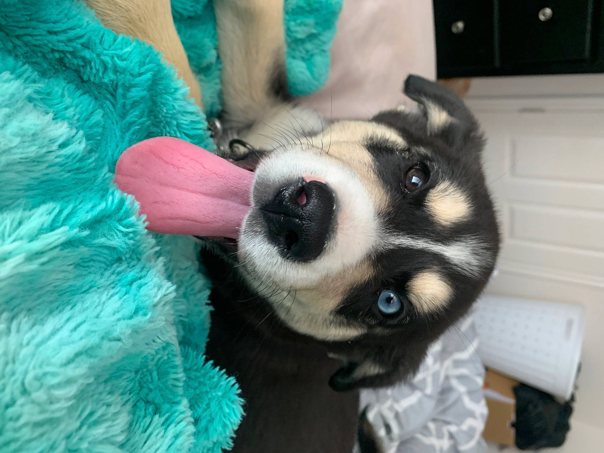 Iris joined the competition — help win amazing prizes! canidae, carnivore, companion_dog, dog, dog_breed, dog_supply, ear, electric_blue, eyelash, fawn, fur, jaw, nail, paw, puppy, selfie, snout, sporting_group, toy_dog, whiskers