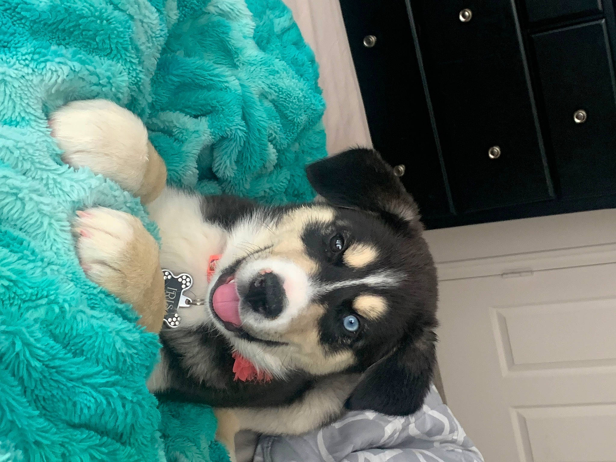 Iris joined the competition — help win amazing prizes! blue, cabinetry, carnivore, companion_dog, dog, dog_breed, door, fawn, felidae, foot, fur, mammal, paw, siberian_husky, sled_dog, small_to_medium_sized_cats, stuffed_toy, tail, toy, whiskers