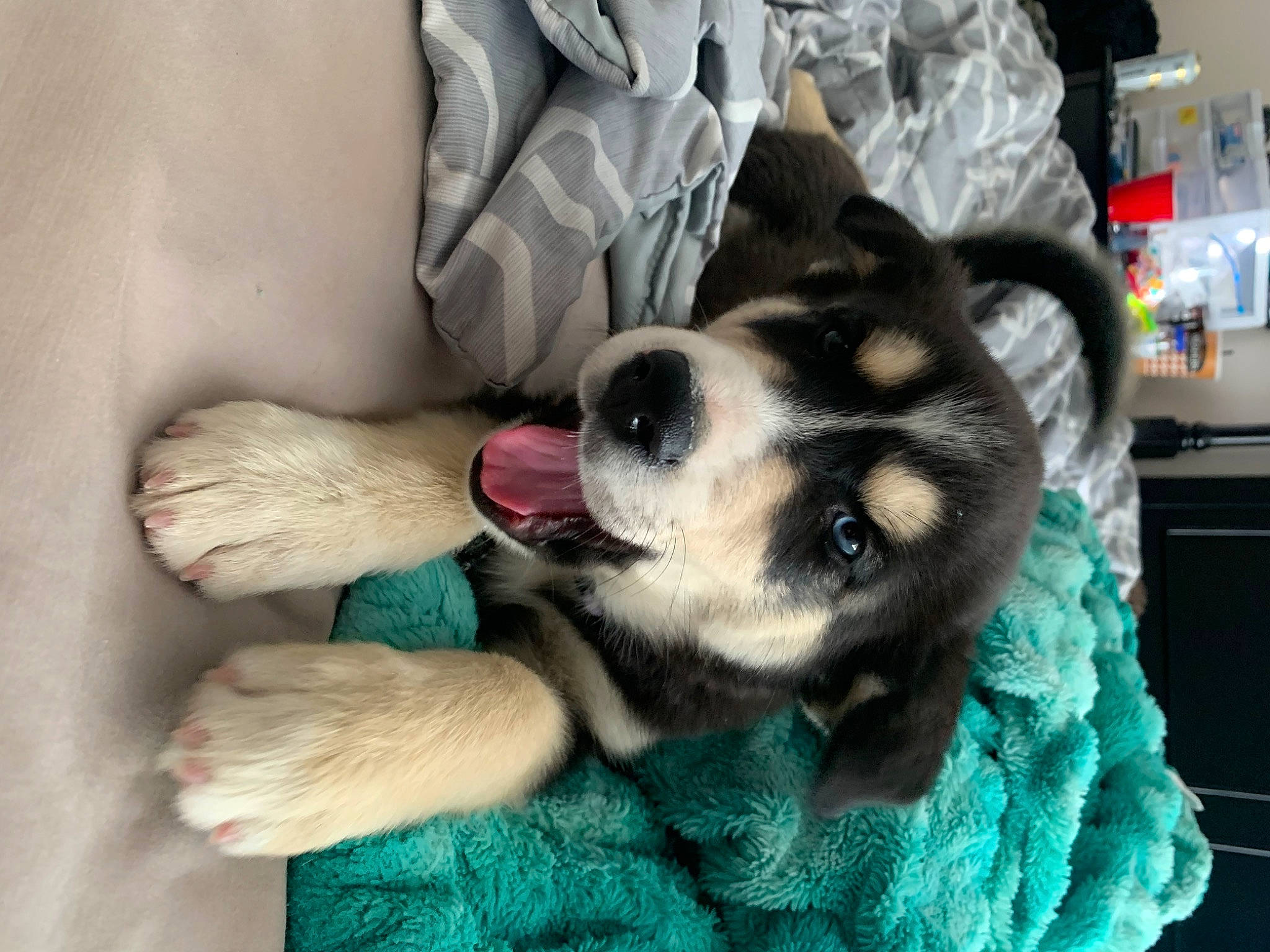 Iris joined the competition — help win amazing prizes! canidae, carnivore, comfort, companion_dog, dog, dog_breed, dog_supply, fawn, fur, herding_dog, non_sporting_group, paw, snout, sporting_group, working_animal, working_dog