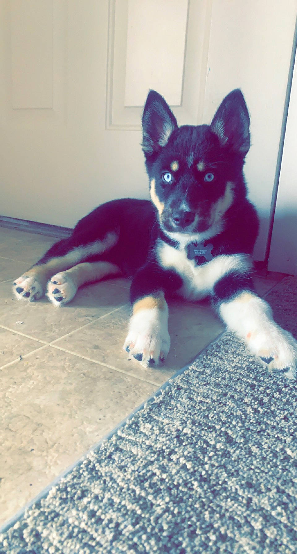 Shado joined the competition — help win amazing prizes! art, canidae, carnivore, companion_dog, dog, dog_breed, door, electric_blue, floor, flooring, fur, herding_dog, non_sporting_group, paw, puppy, snout, sporting_group, tail, working_animal, working_dog