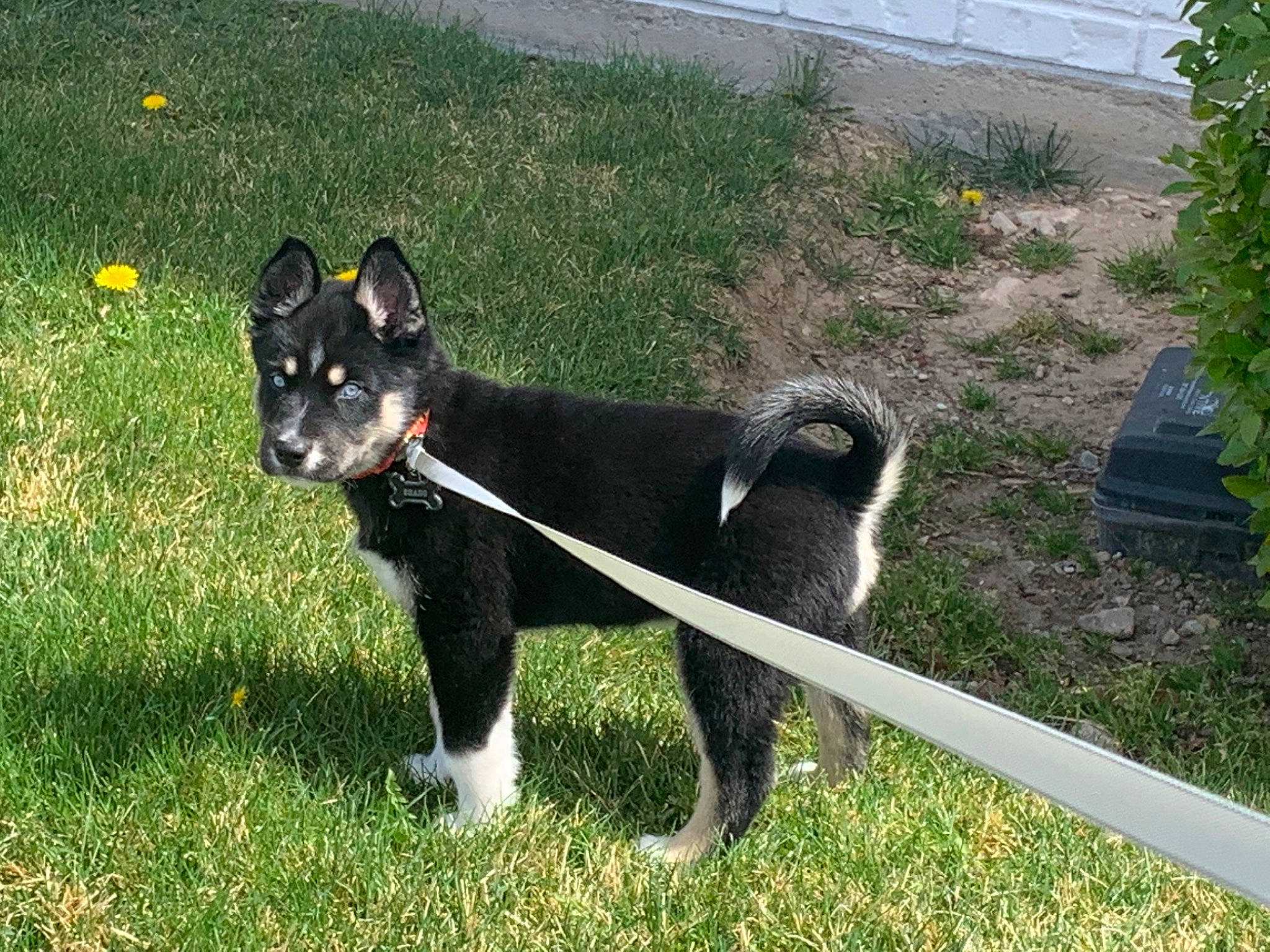 Shado joined the competition — help win amazing prizes! black_norwegian_elkhound, canidae, carnivore, companion_dog, dog, dog_breed, felidae, grass, herding_dog, mcnab, non_sporting_group, plant, shadow, small_to_medium_sized_cats, sporting_group, tail, terrestrial_animal, working_animal, working_dog