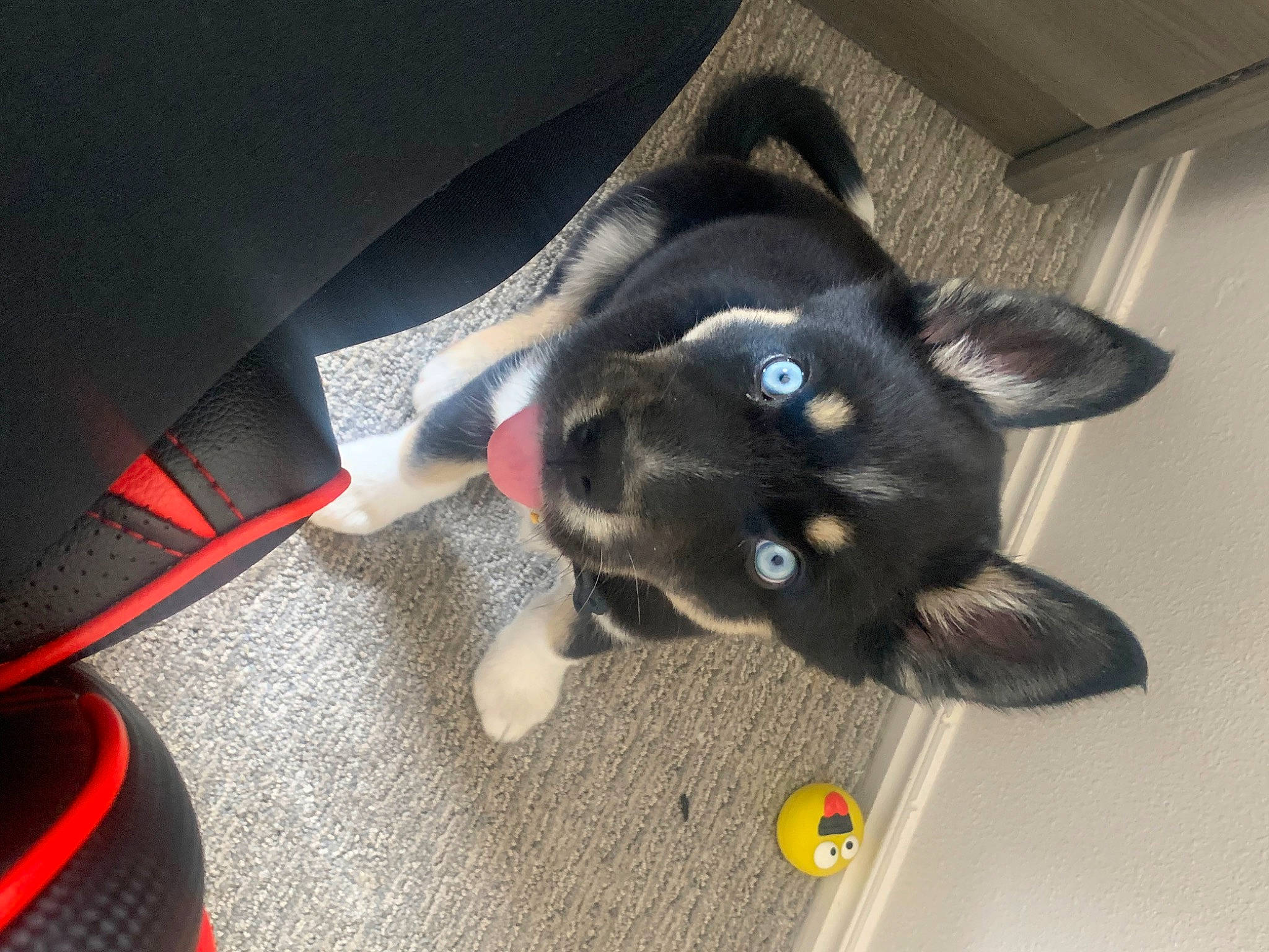 Shado joined the competition — help win amazing prizes! black_cat, canidae, carnivore, cat, claw, dog_breed, domestic_short_haired_cat, ear, electric_blue, fashion_accessory, felidae, fur, paw, plush, small_to_medium_sized_cats, snout, stuffed_toy, tail, toy, whiskers