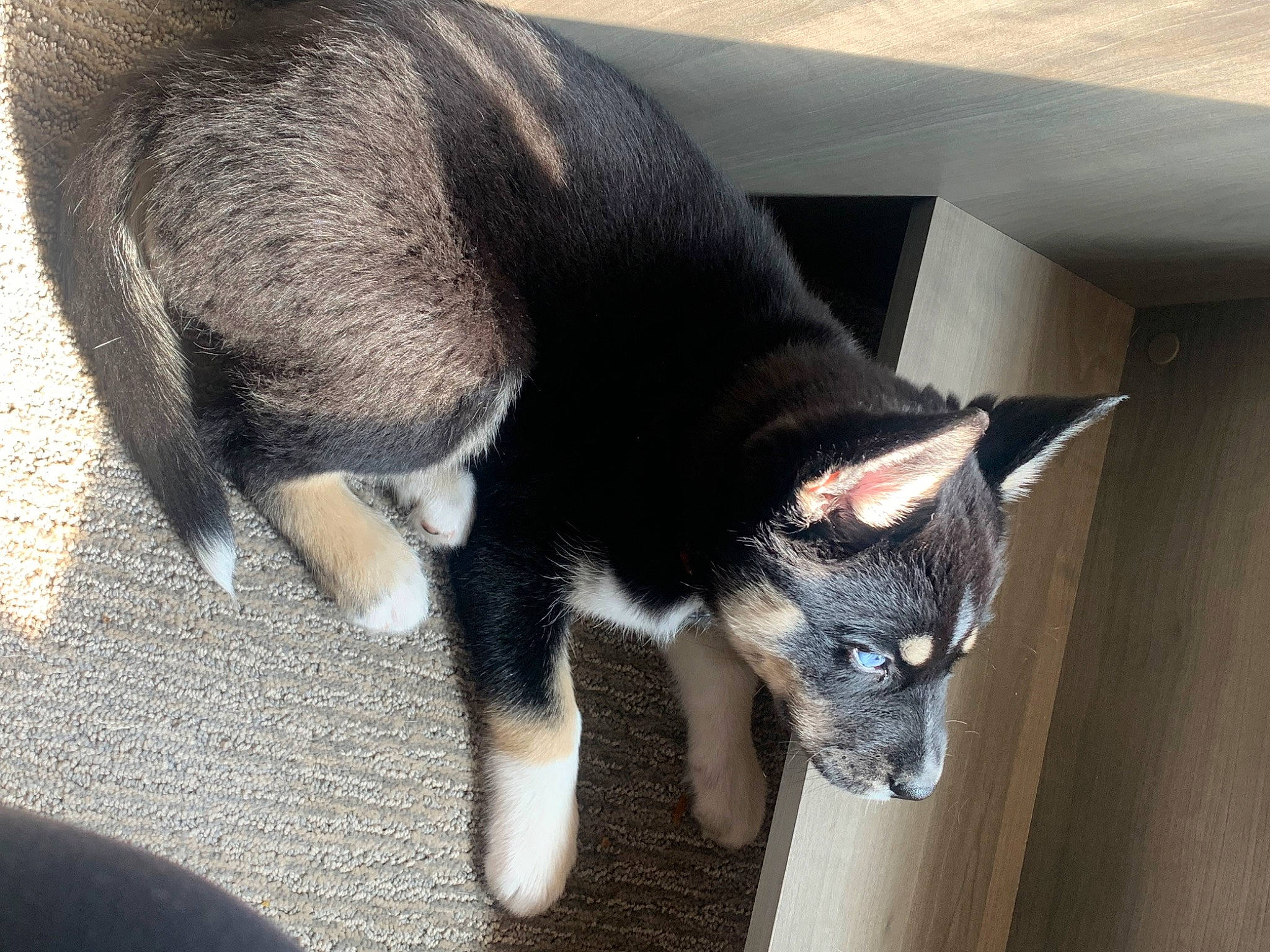 Shado joined the competition — help win amazing prizes! black_cat, canidae, carnivore, cat, claw, dog_breed, domestic_short_haired_cat, felidae, fur, mammal, small_to_medium_sized_cats, snout, sporting_group, tail, terrestrial_animal, vertebrate, whiskers