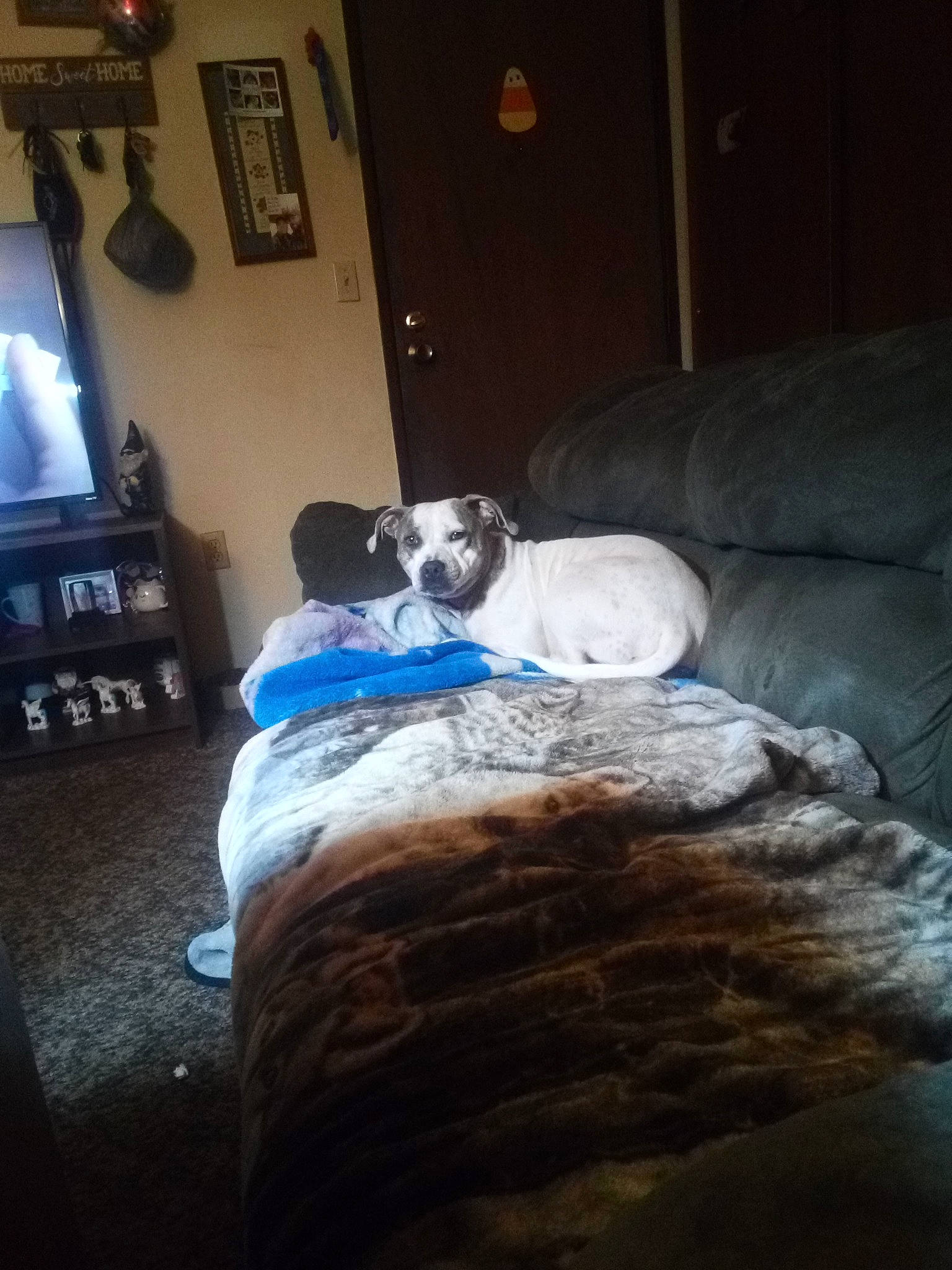 Daisy Duke joined the competition — help win amazing prizes! building, carnivore, comfort, companion_dog, couch, dog, dog_breed, fawn, floor, flooring, grey, hardwood, house, interior_design, lighting, living_room, picture_frame, television, tints_and_shades, wood