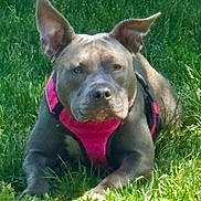 Chloe is registered to the contest to win money with this photo: dog, canine, pet, grass, outdoor, pink_harness, animal, ears, laying_down, sunlight, nature, muzzle, fur, alert, snout, domestic_animal, companion, portrait, one_animal, resting