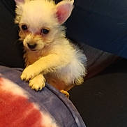 Pearl joined the competition — help win amazing prizes! animal, blue_pants, close_up, clothing, companion, cute, dog, domestic_animal, ears, friendly, furry, indoor, lap, person, pet, puppy, red_and_blue_blanket, small_dog, white_fur, young