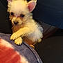 animal, blue_pants, close_up, clothing, companion, cute, dog, domestic_animal, ears, friendly, furry, indoor, lap, person, pet, puppy, red_and_blue_blanket, small_dog, white_fur, young