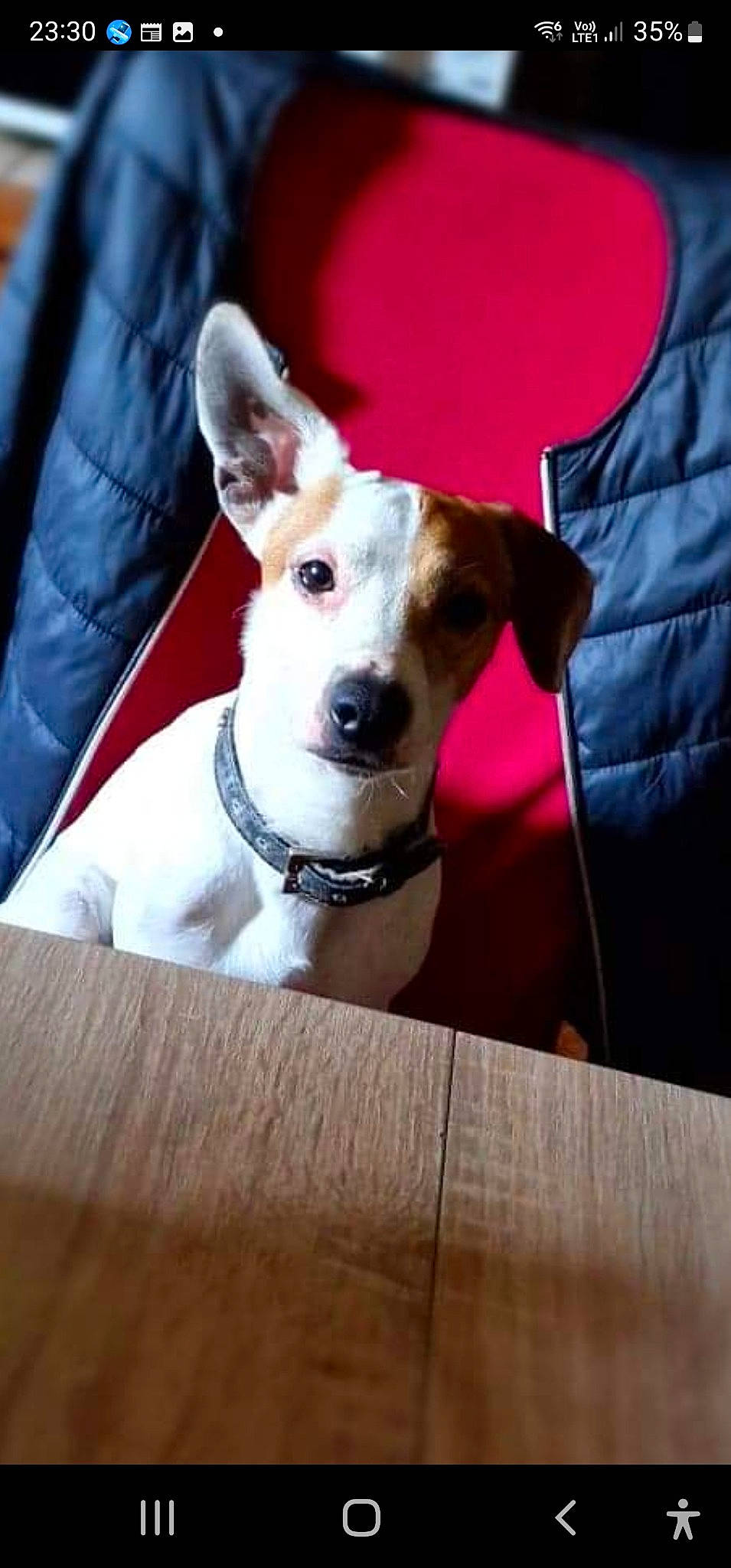 Jack participe au concours pour gagner de l'argent avec cette photo : canidae, carnivore, chair, collar, companion_dog, dog, dog_breed, dog_collar, dog_supply, fawn, guard_dog, linens, non_sporting_group, pet_supply, snout, sporting_group, terrier, whiskers, wood, working_animal