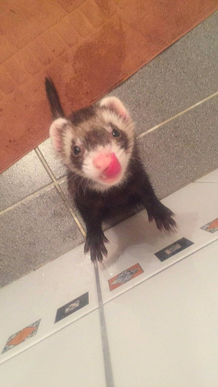 Fifille a rejoint le concours — aidez-le/la à gagner de superbes lots ! carnivore, ear, fawn, ferret, fur, mammal, marsupial, marten, mink, mustelidae, mustelinae, nose, polecat, tail, whiskers