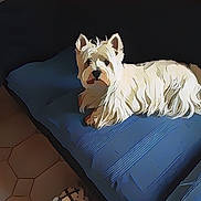 Mango a rejoint le concours — aidez-le/la à gagner de superbes lots ! canine, companion, cozy, cushion, dog, ears, fur, home, indoor, looking_at_camera, lying_down, paw, pet, portrait, relaxed, small_dog, sofa, tile_floor, westie, white_dog