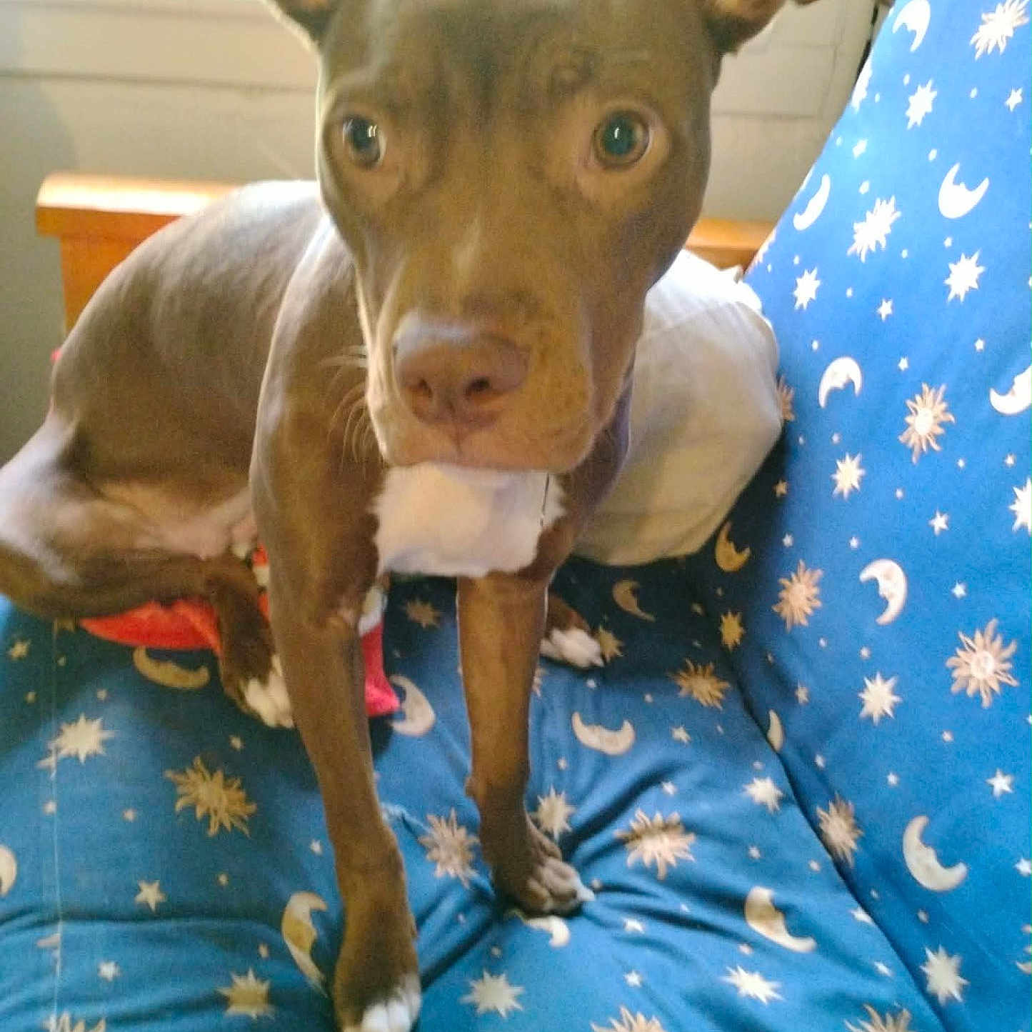 Coco joined the competition — help win amazing prizes! dog, brown_dog, pet, couch, blue_couch, sun_pattern, moon_pattern, indoor, window, curious, expressive_eyes, white_markings, sitting, furniture, home, animal, canine, domestic, closeup, portrait