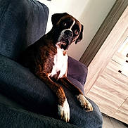 Zel a rejoint le concours — aidez-le/la à gagner de superbes lots ! dog, boxer, pet, couch, sofa, living_room, remote_control, lamp, furniture, brown, white, curious, indoor, floor, wood, relaxed, canine, house, portrait, resting