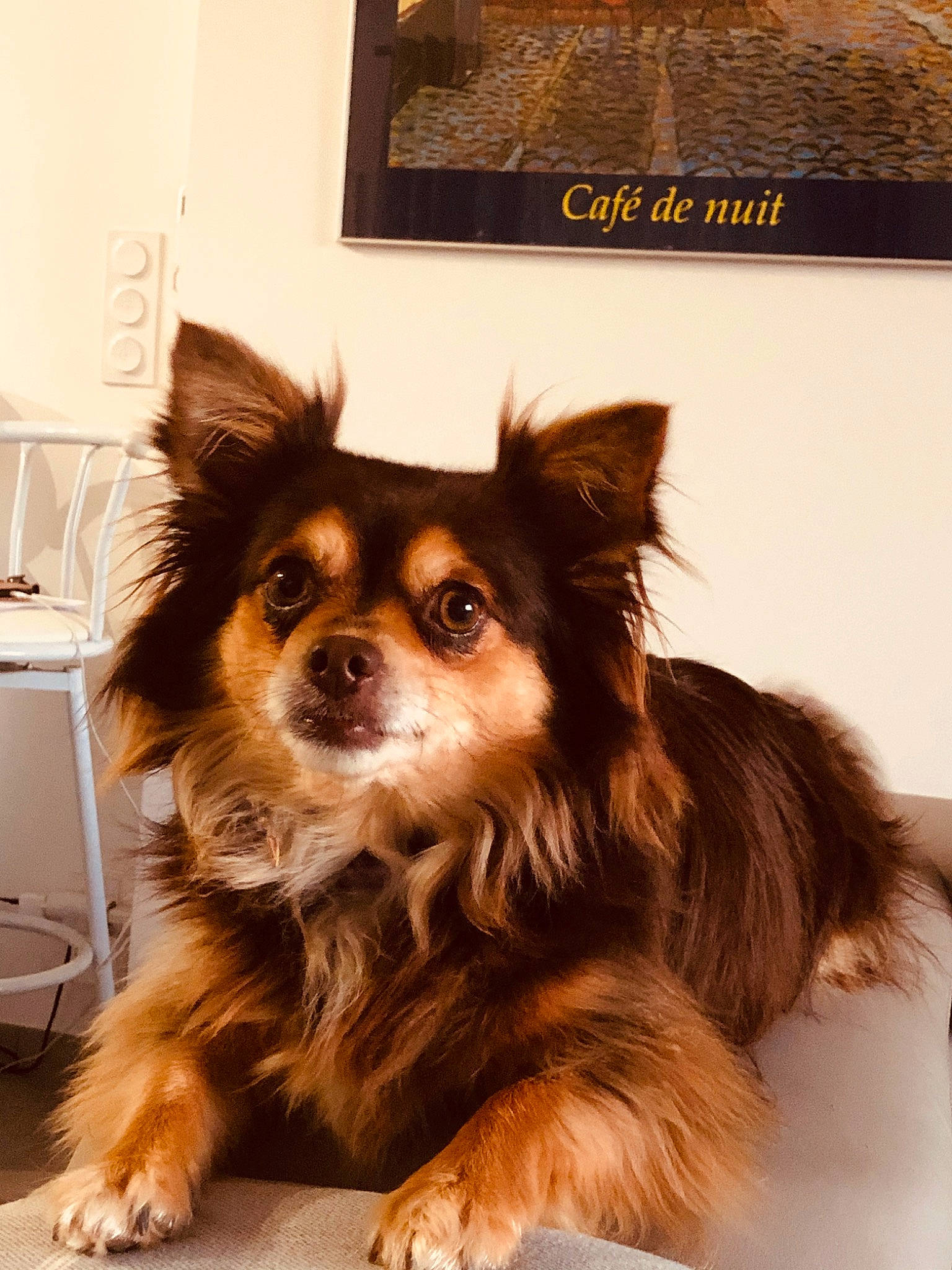 Manhattan participe au concours pour gagner de l'argent avec cette photo : canidae, carnivore, chihuahua, companion_dog, dog, dog_breed, fawn, fur, mammal, papillon, pomeranian, puppy, rare_breed_dog, snout, toy_dog, whiskers