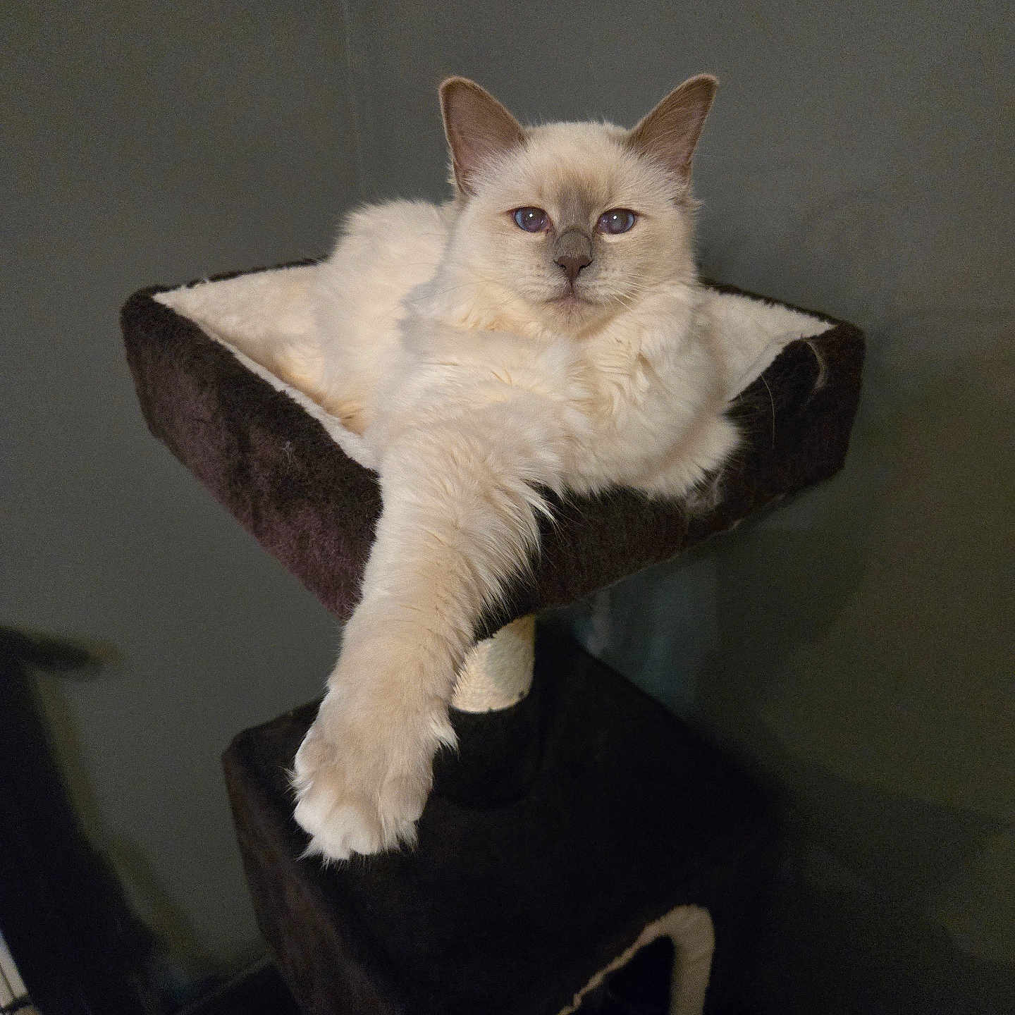 Chanel participe au concours pour gagner de l'argent avec cette photo : abyssinian, angora, animal, armchair, cat, chair, furniture, kitten, manx, pet, siamese