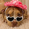 Bloom participe au concours pour gagner de l'argent avec cette photo : dog, sunglasses, hat, pink, heart_shaped, fluffy_carpet, cute, pet, brown_dog, accessory, indoors, relaxed, close_up, animal, fashion, portrait, funny, costume, laying_down, adorable