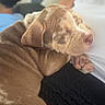 Bloom participe au concours pour gagner de l'argent avec cette photo : puppy, dog, sleeping, brown, spotted, pet, animal, cozy, indoor, person, lap, resting, cute, young_dog, fur, ears, snout, closeup, comfort, calm