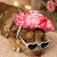 Bloom a rejoint le concours — aidez-le/la à gagner de superbes lots ! dog, brown_dog, hat, pink_hat, sunglasses, heart_shaped_sunglasses, lying_down, fluffy_rug, indoor, flowers, pink_flowers, bokeh, cute, pet, animal, accessory, cozy, portrait, close_up, relaxed