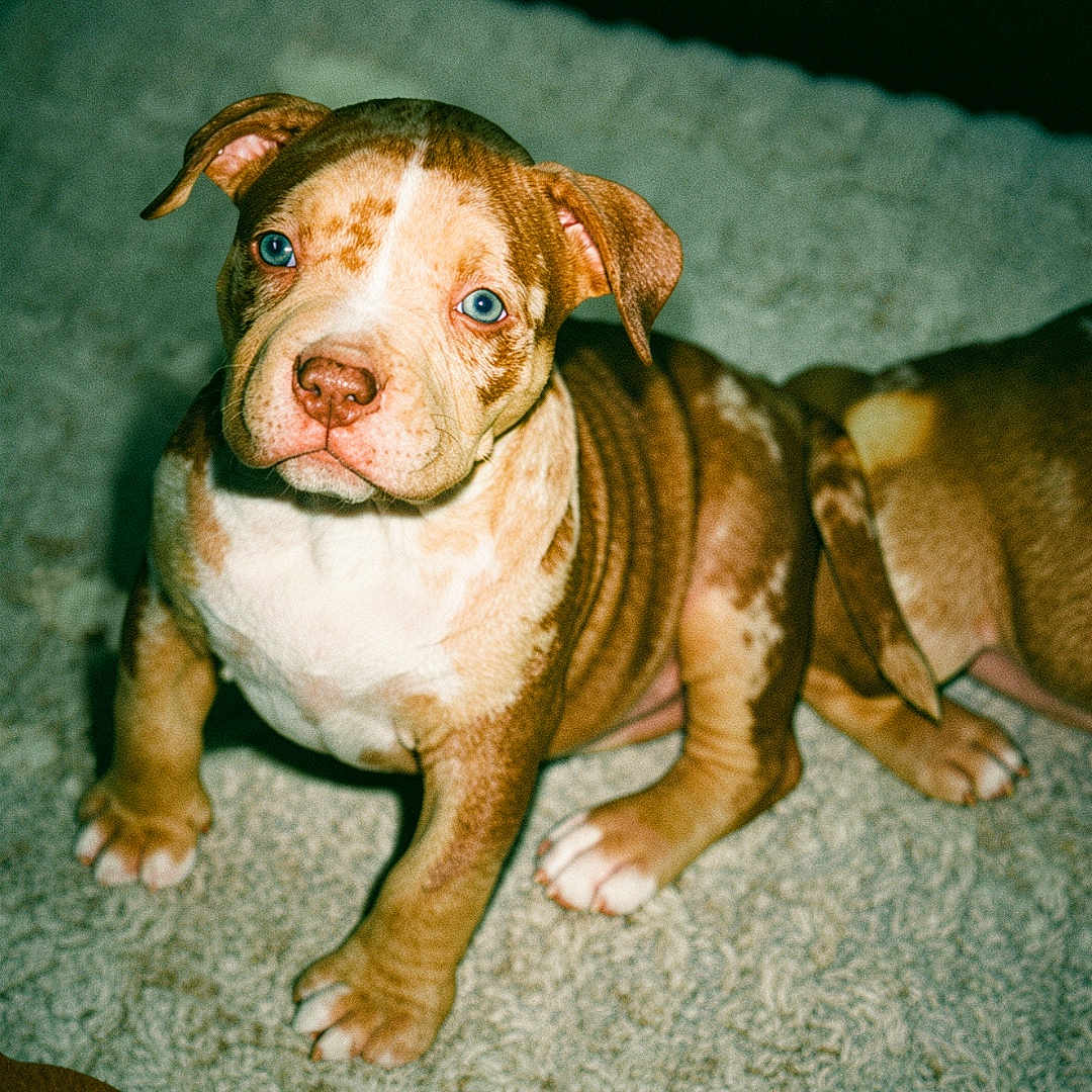 Bloom a rejoint le concours — aidez-le/la à gagner de superbes lots ! puppy, dog, blue_eyes, carpet, indoor, brown_and_white, wrinkled_skin, pet, young_dog, cute, sitting, looking_up, animal, canine, companion, fur, ears, paw, adorable, domestic