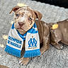 puppy, dog, scarf, blue, white, olympique_de_marseille, pet, cute, carpet, indoor, young, fur, ears, eyes, nose, paws, portrait, animal, adorable, sitting