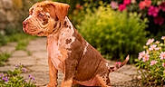 Bloom participe au concours pour gagner de l'argent avec cette photo : puppy, dog, outdoor, flowers, nature, sunlight, path, greenery, pet, young, marbled_coat, cute, animal, garden, summer, sitting, adorable, warm_light, small, fur