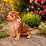 puppy, dog, outdoor, flowers, nature, sunlight, path, greenery, pet, young, marbled_coat, cute, animal, garden, summer, sitting, adorable, warm_light, small, fur