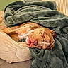 dog, sleeping, blanket, bed, cozy, tongue_out, indoor, resting, canine, pet, fur, nose, snout, ears, soft_texture, relaxation, comfort, home, animal, cute