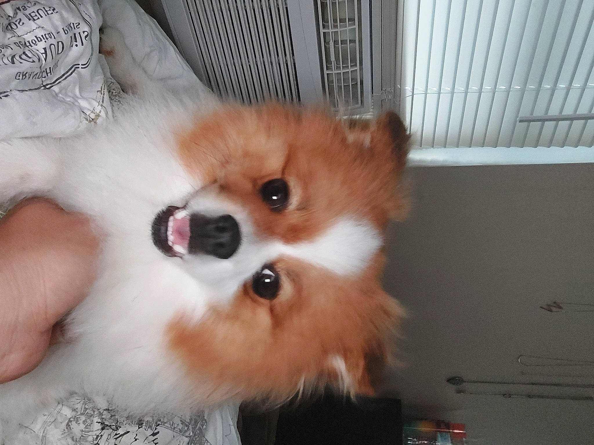 Jakson is registered to the contest to win money with this photo: canidae, carnivore, companion_dog, corgi_chihuahua, dog, dog_breed, dog_supply, fawn, fur, german_spitz, german_spitz_klein, german_spitz_mittel, pomeranian, snout, spitz, sporting_group, toy_dog, volpino_italiano, whiskers, working_animal