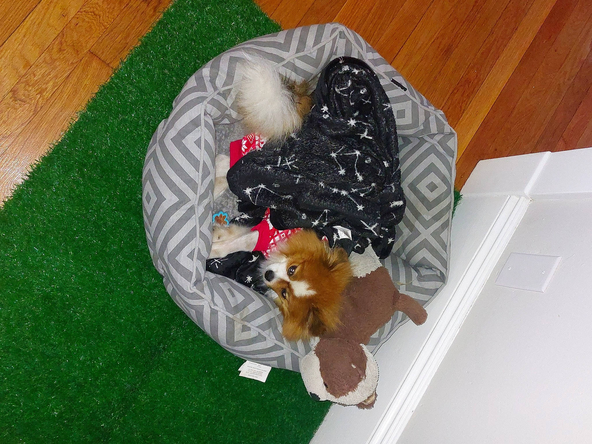 Jakson is registered to the contest to win money with this photo: canidae, carnivore, comfort_food, companion_dog, dog, dog_breed, doll, fawn, fruit, grass, liver, non_sporting_group, pattern, puppy, sporting_group, stuffed_toy, sweetness, toy, toy_dog, working_animal