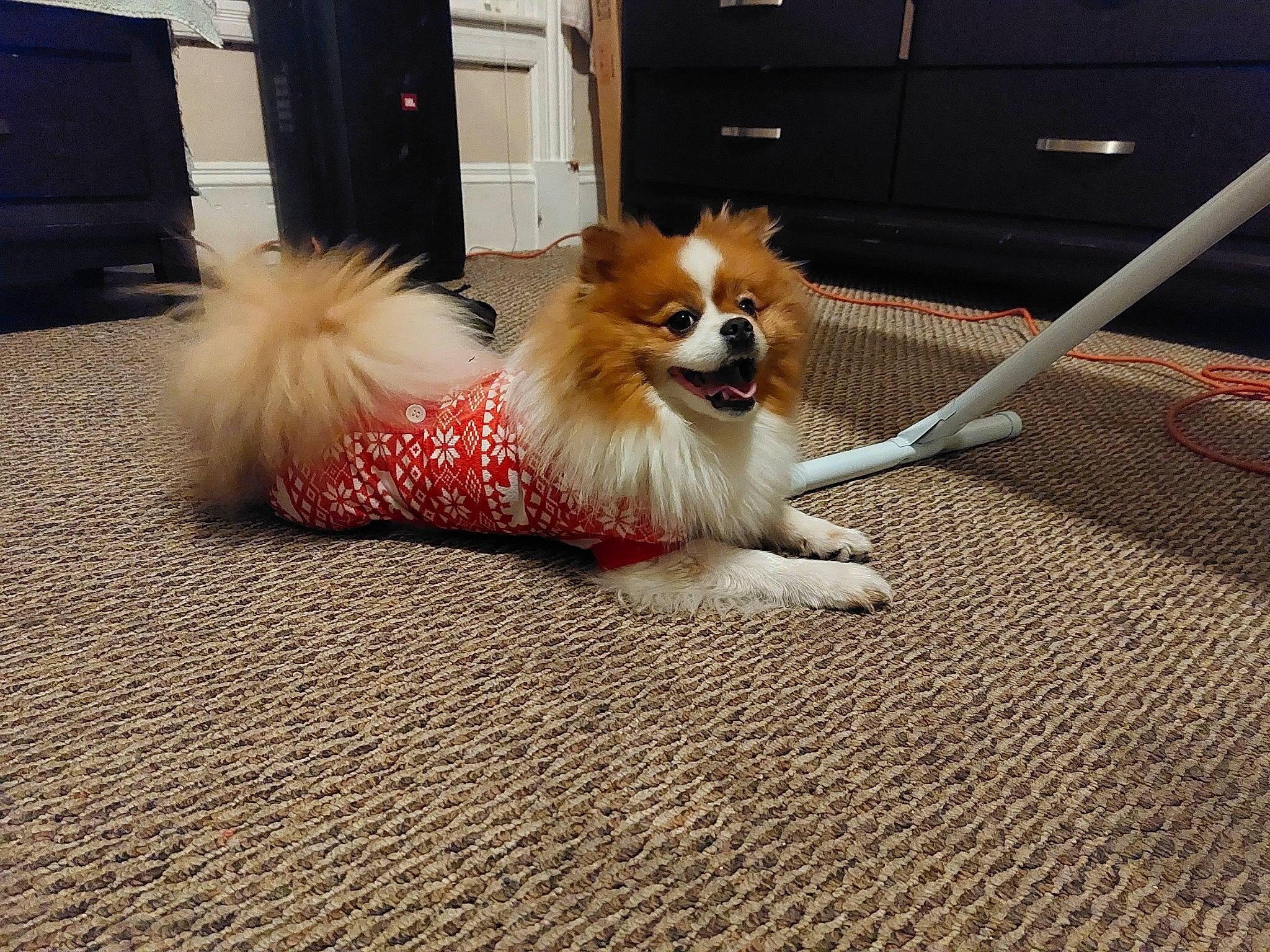 Jakson is registered to the contest to win money with this photo: carnivore, companion_dog, dog, dog_breed, dog_supply, door, fawn, flooring, german_spitz, german_spitz_klein, pomeranian, road_surface, snout, spitz, sporting_group, tail, tire, toy_dog, wheel, whiskers