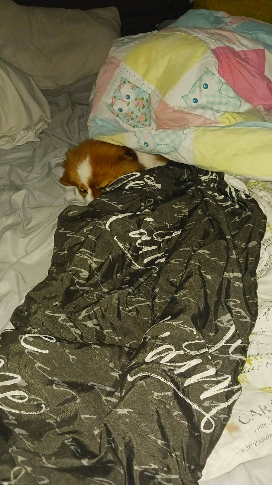 Jakson joined the competition — help win amazing prizes! baby_toddler_clothing, bedding, brown, camouflage, carnivore, cat, comfort, duvet, fawn, felidae, fur, linens, military_camouflage, pattern, room, sleeve, small_to_medium_sized_cats, tail, terrestrial_animal, visual_arts