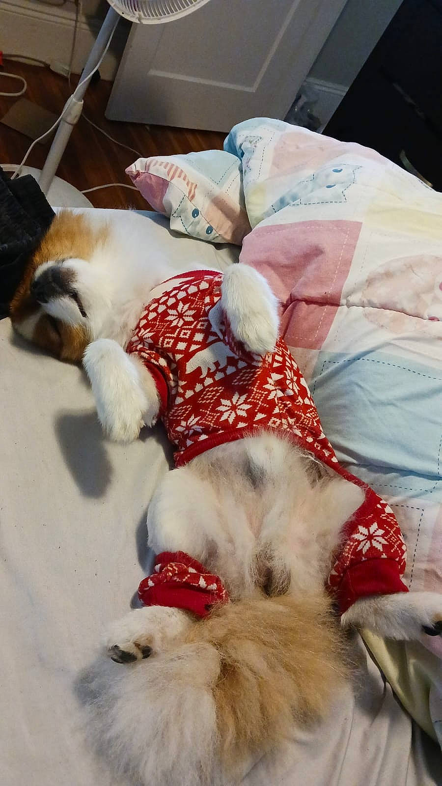 Jakson joined the competition — help win amazing prizes! carnivore, comfort, companion_dog, couch, dog, dog_bed, dog_breed, dog_supply, fawn, fur, linens, living_room, mammal, paw, pet_supply, pillow, snout, sporting_group, textile, working_animal