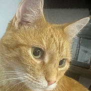 Pumpkin joined the competition — help win amazing prizes! cat, ginger_cat, close_up, pet, animal, fur, whiskers, ears, green_eyes, face, indoor, domestic_cat, feline, curious, portrait, looking_away, soft_light, calm, cute, mammal