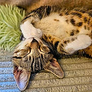 Bruno joined the competition — help win amazing prizes! animal, blanket, cat, closeup, comfort, cozy, cute, ears, fur, indoor, paw, pet, pillow, relaxed, resting, sleeping, soft, striped, tabby, whiskers