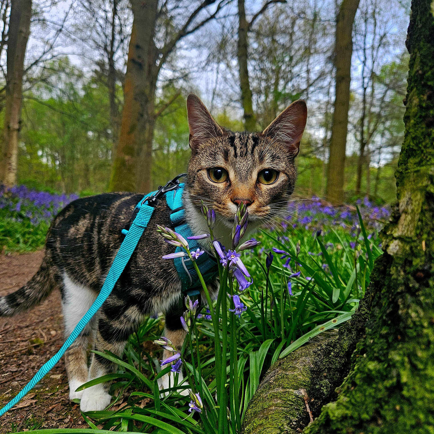 Bruno joined the competition — help win amazing prizes! animal, cat, curious, daylight, flora, flower, forest, greenery, ground, harness, leash, moss, nature, outdoor, pet, plant, purple_flower, sniffing, tabby_cat, tree