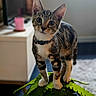 animal, cat, collar, curious, cute, domestic, ears, eyes, fur, indoor, kitten, leaf, paws, pet, plant, small, standing, tabby, whiskers, young