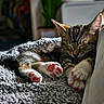 Bruno is registered to the contest to win money with this photo: animal, blanket, cat, closeup, cozy, cute, fur, home, indoor, kitten, paw_pads, peaceful, pet, relaxation, resting, sleeping, soft, sunlight, tabby, texture