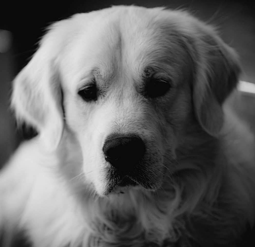 Orson a rejoint le concours — aidez-le/la à gagner de superbes lots ! black, black_and_white, carnivore, companion_dog, dog, dog_breed, fur, iris, mammal, monochrome, monochrome_photography, organ, photography, retriever, skin, snout, sporting_group, style, whiskers, white
