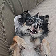 Usko participe au concours pour gagner de l'argent avec cette photo : accessories, animal, canine, chair, chihuahua, cockerspaniel, couch, cushion, dog, face, furniture, head, homedecor, jewelry, papillon, person, pet, photography, portrait, puppy