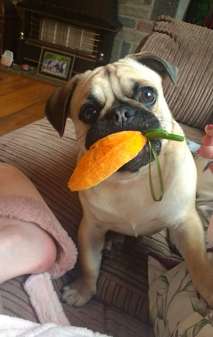 Lou is registered to the contest to win money with this photo: canidae, carnivore, comfort, companion_dog, cupboard, dog, dog_breed, dog_supply, drawer, fawn, paw, pet_supply, picture_frame, snout, sporting_group, tail, toy_dog, working_animal, working_dog, wrinkle