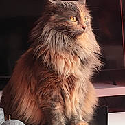 Stylie participe au concours pour gagner de l'argent avec cette photo : abyssinian, angora, animal, box, candle, cat, closet, computer, cupboard, electronics, furniture, hardwood, kitten, laptop, manx, pc, pet, shelf, sphere, wood