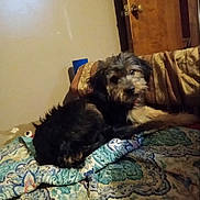 Chubby joined the competition — help win amazing prizes! dog, puppy, shaggy_dog, black_dog, brown_fur, gray_fur, animal, pet, canine, sitting, bed, bedroom, blanket, quilt, pillow, door, indoor, portrait, fluffy, tiktok_watermark