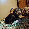 dog, puppy, shaggy_dog, black_dog, brown_fur, gray_fur, animal, pet, canine, sitting, bed, bedroom, blanket, quilt, pillow, door, indoor, portrait, fluffy, tiktok_watermark