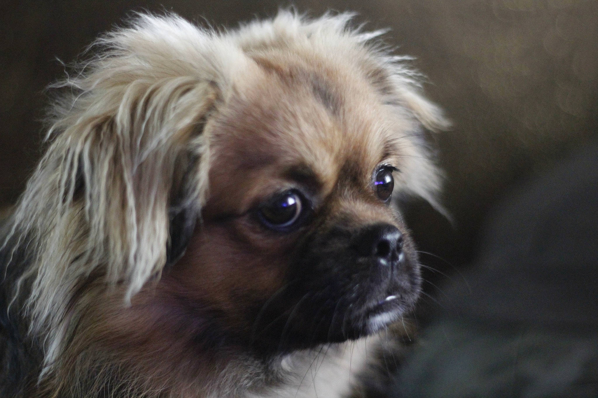 Samy a rejoint le concours — aidez-le/la à gagner de superbes lots ! canidae, carnivore, close_up, companion_dog, dog, dog_breed, eye, fawn, fur, japanese_chin, liver, puppy, snout, sporting_group, terrestrial_animal, tibetan_spaniel, toy_dog, whiskers, wildlife