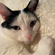 Mila is registered to the contest to win money with this photo: cat, black_and_white, close_up, fluffy, blanket, pet, animal, whiskers, pink_nose, relaxed, fur, lying_down, indoor, cute, domestic_cat, soft_texture, sleepy, face, ears, cozy