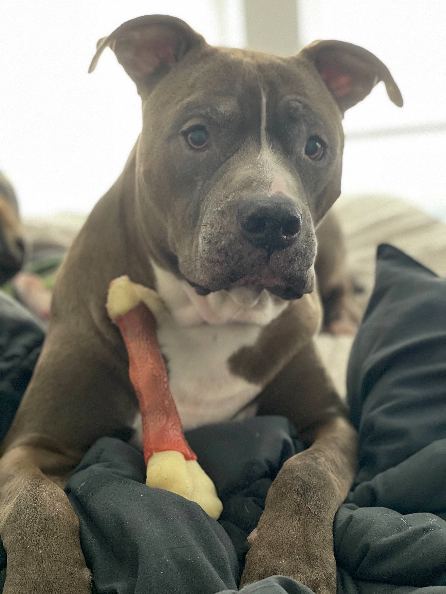 Meaty joined the competition — help win amazing prizes! canidae, carnivore, collar, comfort, companion_dog, dog, dog_breed, dog_collar, fawn, liver, non_sporting_group, old_english_bulldog, pet_supply, pit_bull, skin, snout, sporting_group, whiskers, working_animal, working_dog